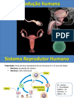 Sistema Reprodutor