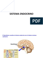 Sistema Endocrino