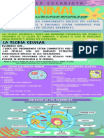 Infografía Célula Eucariota Animal