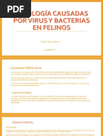 Patología Causadas Por Virus y Bacterias en Felinos