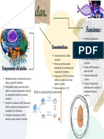 Infografia Del Nucleo Celular.