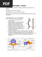 Generalidades de Sistema Oseo. Columna Vertebral