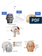 Macizo Facial Por Regiones