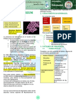 Mycobacterium: Reticulocitos