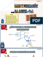 TRABAJO PRACTICO, GLUCÓSIDOS Y FORMACION DE ACETIL - CoA