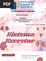 Renal Anatomía Humana