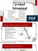 Cavidad Abdominal Final-4