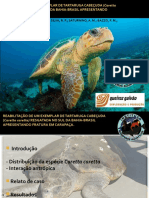 Reabilitação de Um Exemplar de Tartaruga Cabeçuda Congresso Reab Fauna Argentina 2014