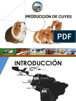 Producción de Cuyes