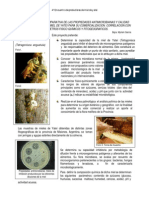 Caracterizacion Comparativa de Las Des de La Miel de Yatei