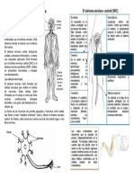 Ficha Informativa SNC