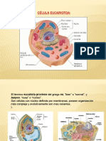 Celula Eucariota