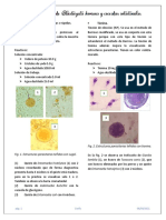 Identificación de Blastocystis Hominis y Coccidios Intestinales