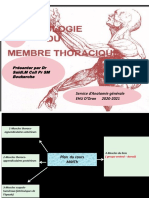 Myologie Membre Thoracique (Épaule Et Bras)