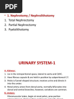 Urinary System 1