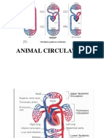 Lesson4 Animal Circulation