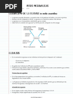 Rutas Metabolicas