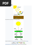 Fotosintesis Apa