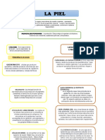 Mapa Conceptual Sobre La Piel