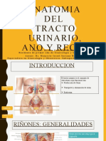 Anatomia de Sistema Urinario Dra Escareño