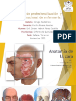 Expo. Anatomia de La Cara