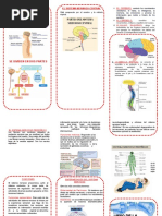 El Sistema Nervioso