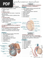 Anatomia P1 MT3