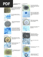 Mycology Lab1