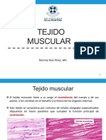 Tejido Muscular