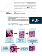 Informe Mitosis Cebolla