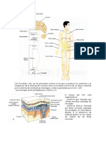 Neuroanatomía - Guía