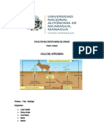 Ciclo Del Nitrogeno