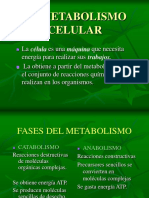 1 Metabolismo