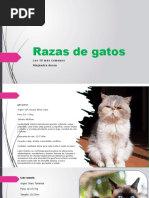 15 Rasaz de Gatos