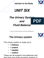 Unit 6-Urinary System (Slides)