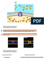 Transporte Activo