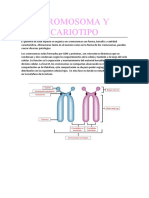 Cromosoma y Cariotipo