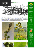 Simbolos Del Ocultismo Forestal