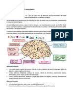 Sindromes Lobares y Medulares