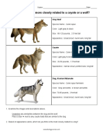 Investigation - Phylogenetic Trees