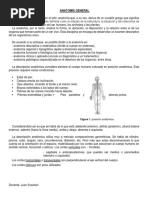 Anatomia