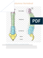 Columna Vertebral