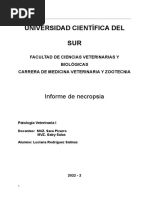 Informe Necropsia DE CUY Pato 1