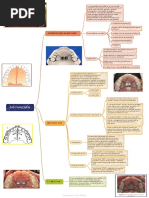 DISYUNCION Ortodoncia