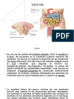 Intestino Delgado Yeyuno e Íleon