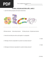 Protein and Enzyme Worksheet