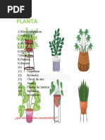 Plantas Ornamentales