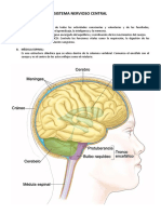 Sistema Nervioso Central