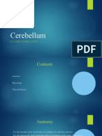 Cerebellum