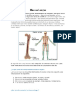 Peyton Anatomia